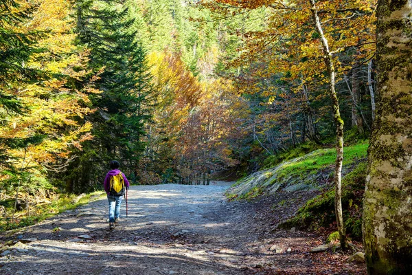 Une Femme Randonneuse Marchant Dans Forêt Automne — Photo