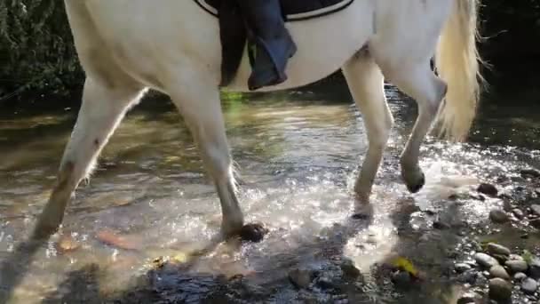 馬に乗って川 スローモーションでの女性 — ストック動画