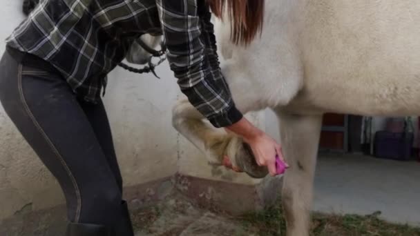 Mujer Joven Limpiando Los Cascos Caballo — Vídeo de stock