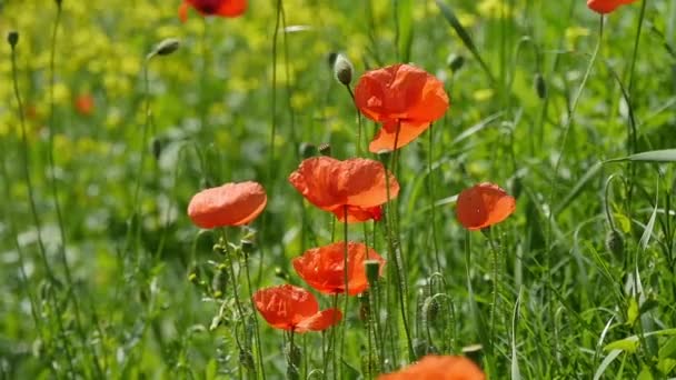 Amapolas Campo Verano — Vídeo de stock