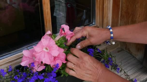 Close Hands Woman Flowers Balcony — Stock Video