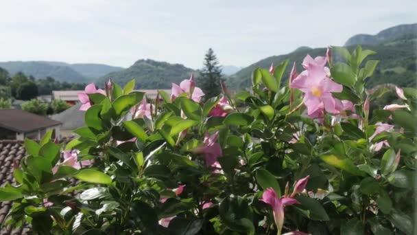 Krásné Fialové Květiny Balkoně — Stock video