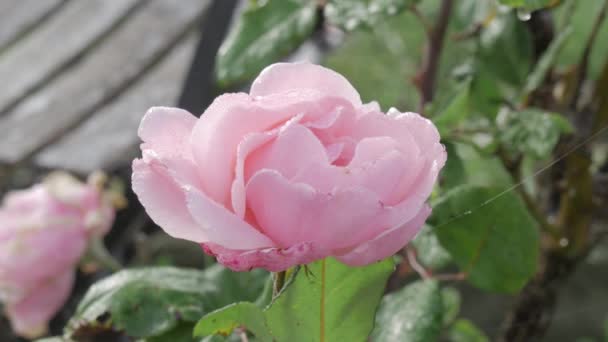 Primo Piano Una Rosa Con Rugiada Del Mattino — Video Stock