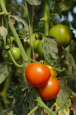Bahçedeki organik domates bir closeup