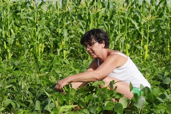 女性が庭で緑色の豆を選んで — ストック写真
