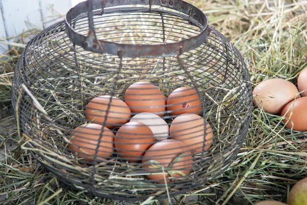 Свіжі Фермерські Яйця Кошику Дротяної Сітки Соломі — стокове фото