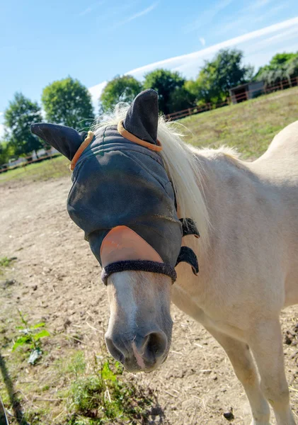 Caballo Con Máscara Protección Contra Insectos —  Fotos de Stock