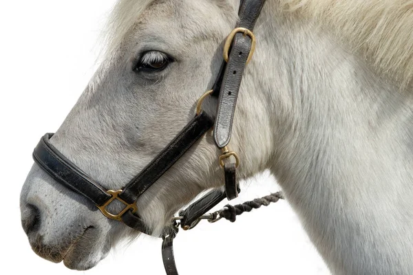 白い背景に分離された美しい白い馬の肖像 — ストック写真