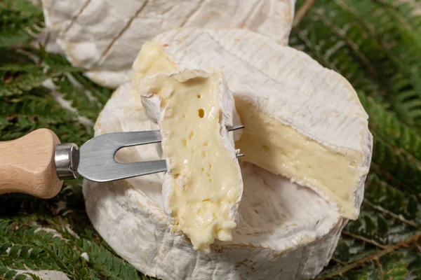 Sýr Camembert Tradiční Francouzské Normandie Mléčný Výrobek — Stock fotografie