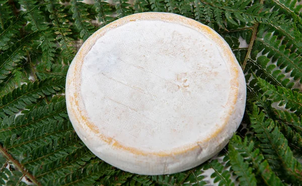 Lahodný Horský Francouzský Sýr Reblochon Savoie Produkt — Stock fotografie