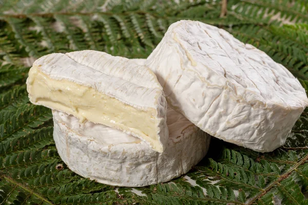 Camembert Käse Traditionelle Normandie Französisch Ein Milchprodukt — Stockfoto