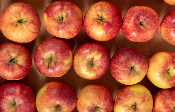 Červená Žlutá Organická Jablka Normandie — Stock fotografie