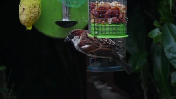 Sparrow Äter Frön Vintertid — Stockvideo