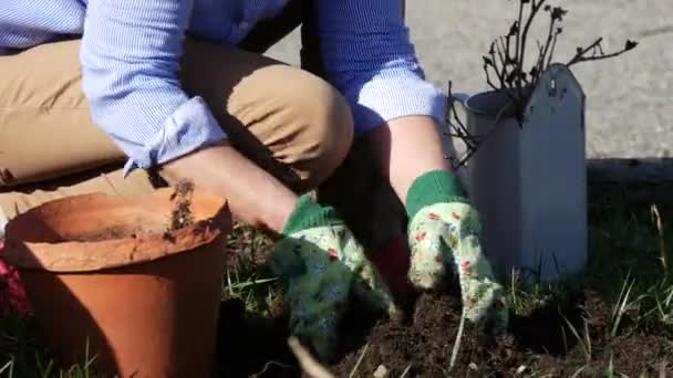 Bahar Pot Toprakla Doldurarak Bir Kadın — Stok video