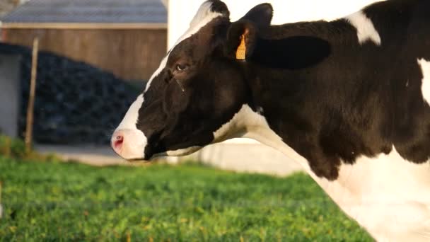 Black White Cow Grazing Grass Meadow — Stock Video