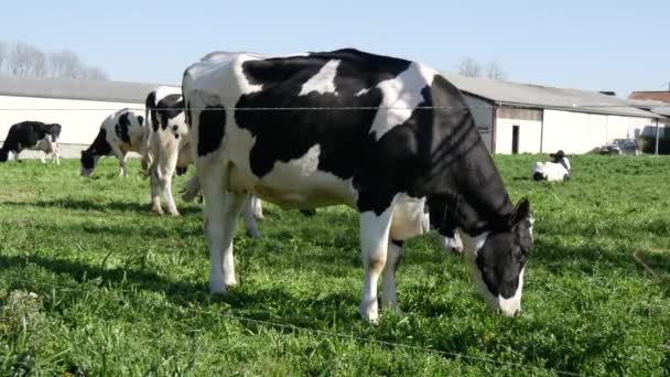 Black White Cow Grazing Grass Meadow — Stock Video