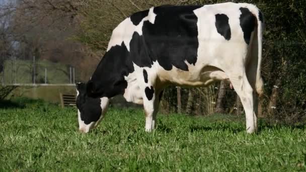 Schwarz Weiße Kuh Weidet Auf Der Weide — Stockvideo
