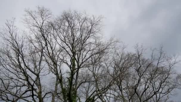 树枝上的风 — 图库视频影像