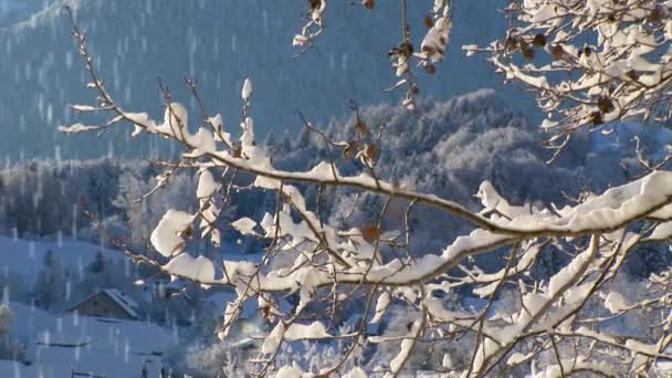 木の枝は ふわふわの雪で覆われています — ストック動画