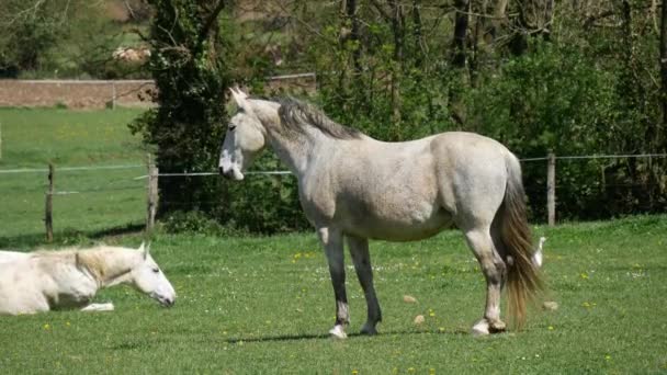 Caballos Blancos Mirando Prado — Vídeo de stock