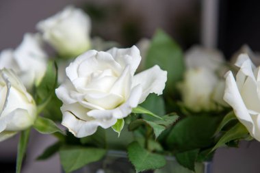 güzel beyaz gül çiçek