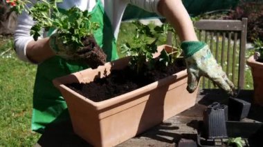 Sardunya çiçekleri Çömlekçilik kadın elinde yakın çekim