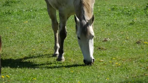 White Horses Gazing Meadow — Stock Video