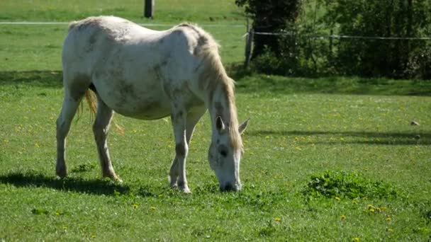 在草地上凝望的白马 — 图库视频影像