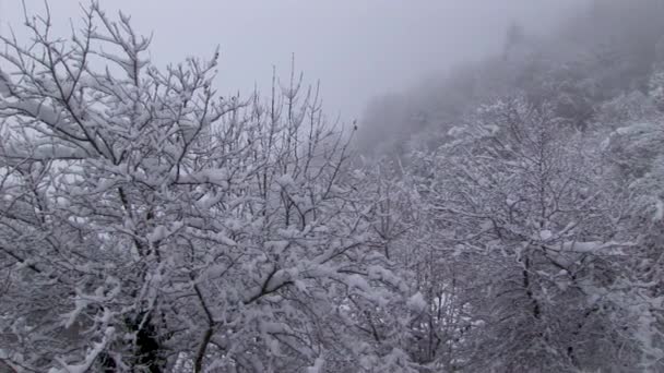 树枝上覆盖着蓬松的雪 — 图库视频影像