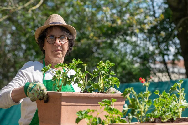 Mujer mayor macetas flores de geranio, al aire libre — Foto de Stock