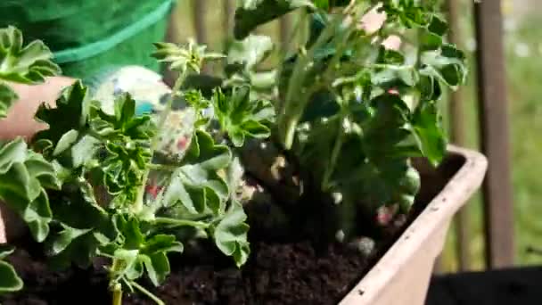 Sardunya Çiçekleri Çömlekçilik Kadın Elinde Yakın Çekim — Stok video