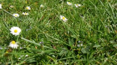 ilkbaharda papatyaların yakın çekim