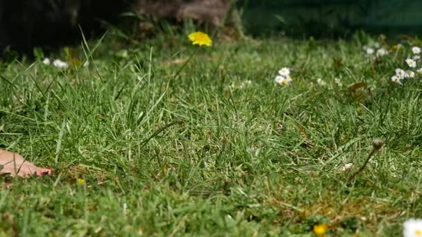 Primer Plano Las Piernas Femeninas Caminando Sobre Hierba Verde Descalzo — Vídeo de stock