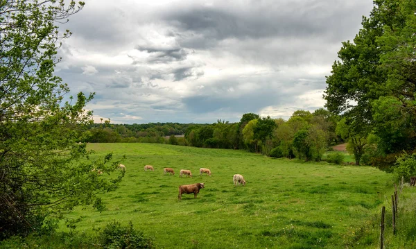 Cows and a threatening cloudy sky. Menacing clouds above the lan — Stock Photo, Image