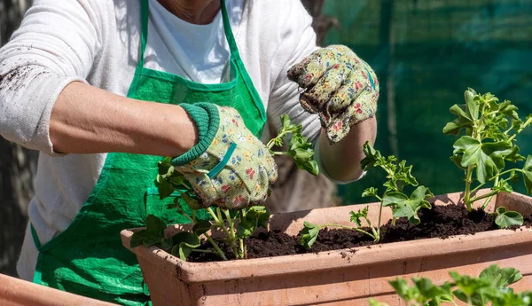 Primo piano di donna matura mani potting fiori di geranio — Foto Stock