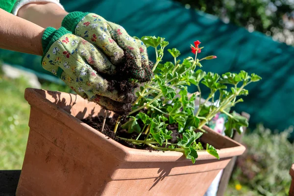 Крупным планом зрелой женщины руки горшок герань цветы — стоковое фото