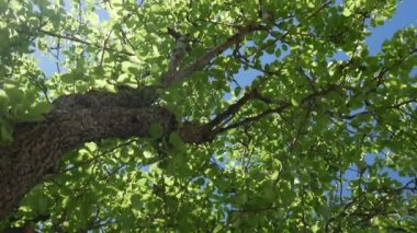 Ağaçların üstünde tepe-in seyir ve çevresinde iplik