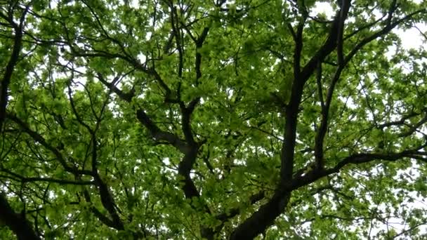 Дивлячись Дерева Кружляючи Навколо — стокове відео