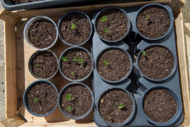 Plastik saksılarda tencere sera fidesi sürgünler