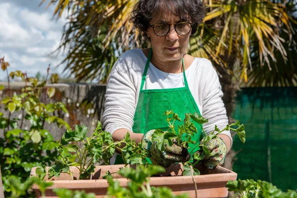 Mujer mayor macetas flores de geranio, al aire libre — Foto de Stock