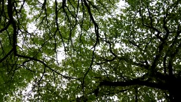 Olhando Para Cima Das Árvores Girando Redor — Vídeo de Stock