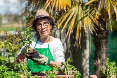 Sardunya çiçekler, açık havada yaşlı kadın Çömlekçilik