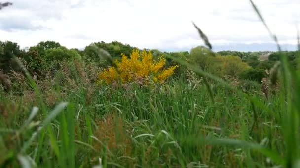 Tall Grass Sways Wind Tranquil Landscape — Stock video