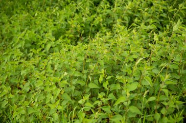 Arka plan bitki ısırgan toprakta yetişir