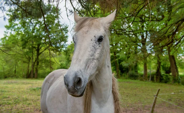 Gros plan de la tête du cheval dans la prairie — Photo