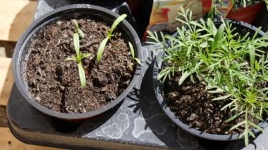 Bahçe için genç sebze filizi