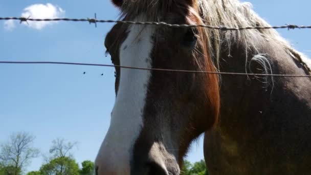 Primo Piano Della Testa Cavallo — Video Stock