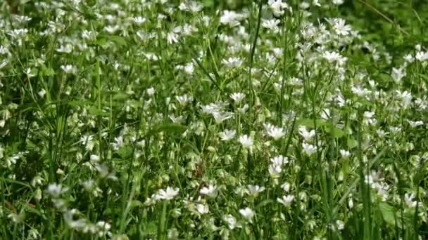 Små Vita Blommor Vajande Vinden — Stockvideo