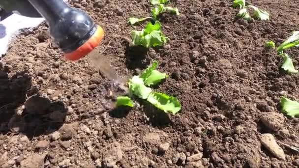 Salate Garten Manuell Gießen — Stockvideo