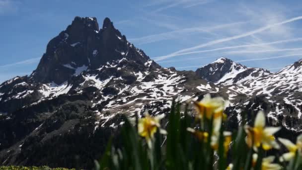 春の水仙とピック ミディ オッサウの眺め フランスのピレネー山脈 — ストック動画